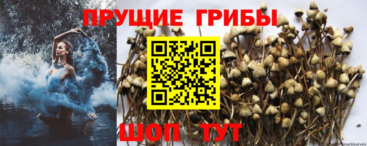 Псилоцибиновые грибы мицелий Златоуст